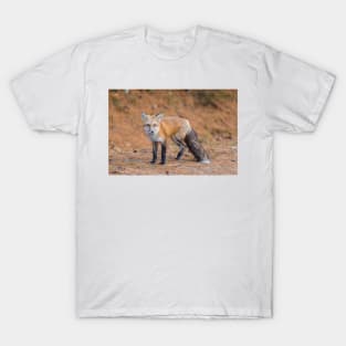 A very friendly red fox T-Shirt